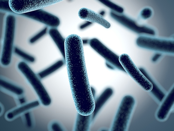 Probiotic freeze-dried powder solid drink (live bacteria type)