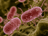 Bacterial Inhibition by Probiotics