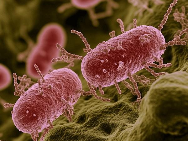 Bacterial Inhibition by Probiotics